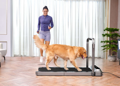 The pet dog and its owner are exercising together on a folding treadmill.